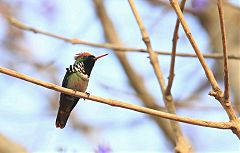 Frilled Coquette